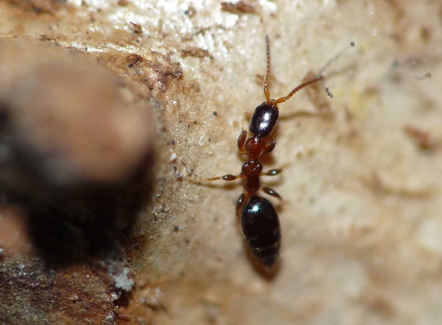 Bethylidae minuscolo